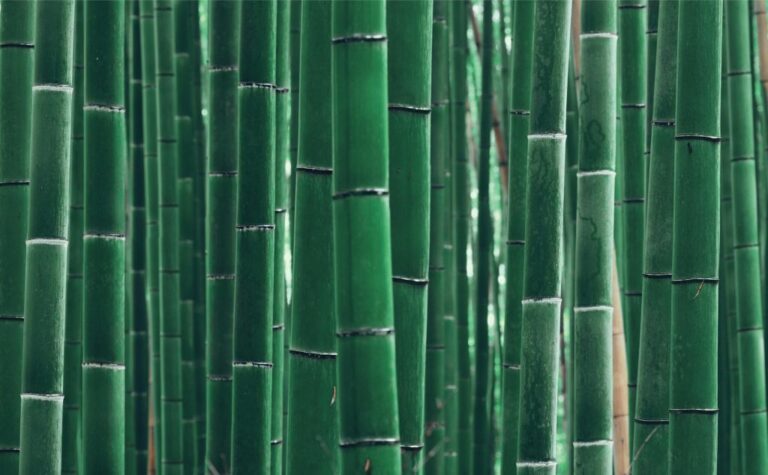 Green and Eco-Friendly Flooring Options